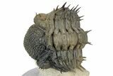 Multi-Toned Enrolled Spiny Drotops Armatus Trilobite - Morocco #356936-1